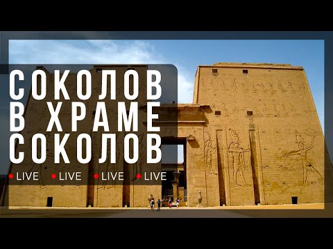 Александр Соколов в храме соколов | Научная станция в Эдфу (Египет)