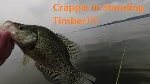 How I catch picky crappie with Livescope in standing timber.