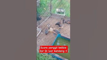 suara belibis alis kuning
