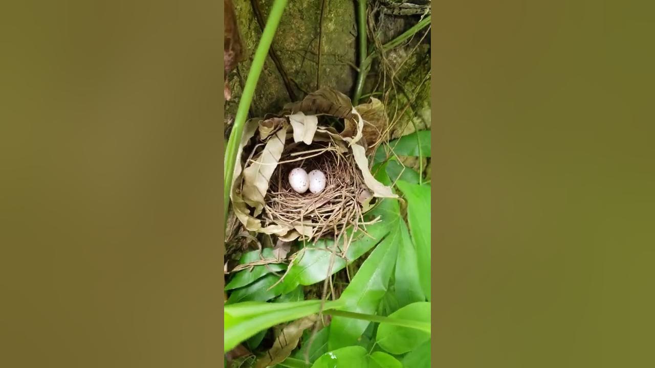 Bird nest YouTube