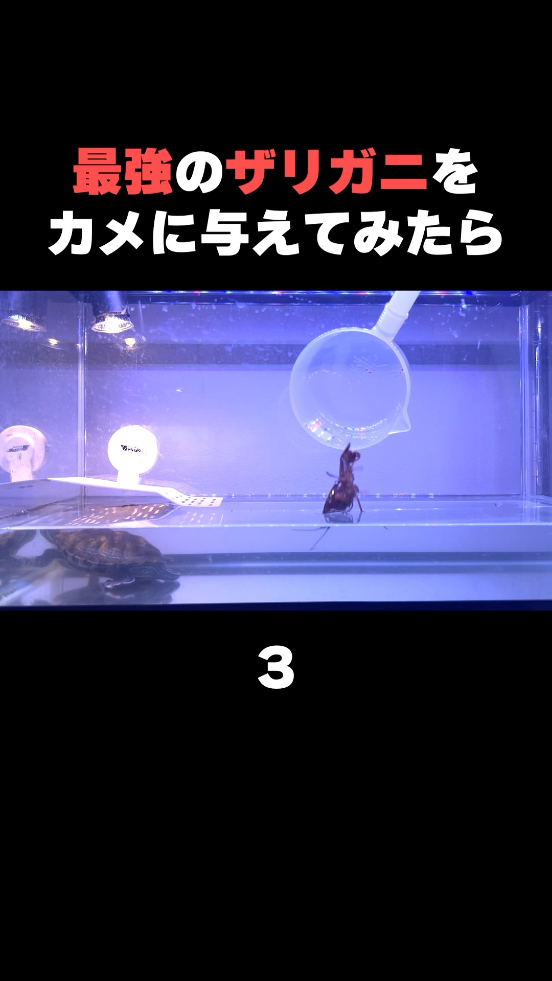 3] What happens when you give them the strongest crayfish