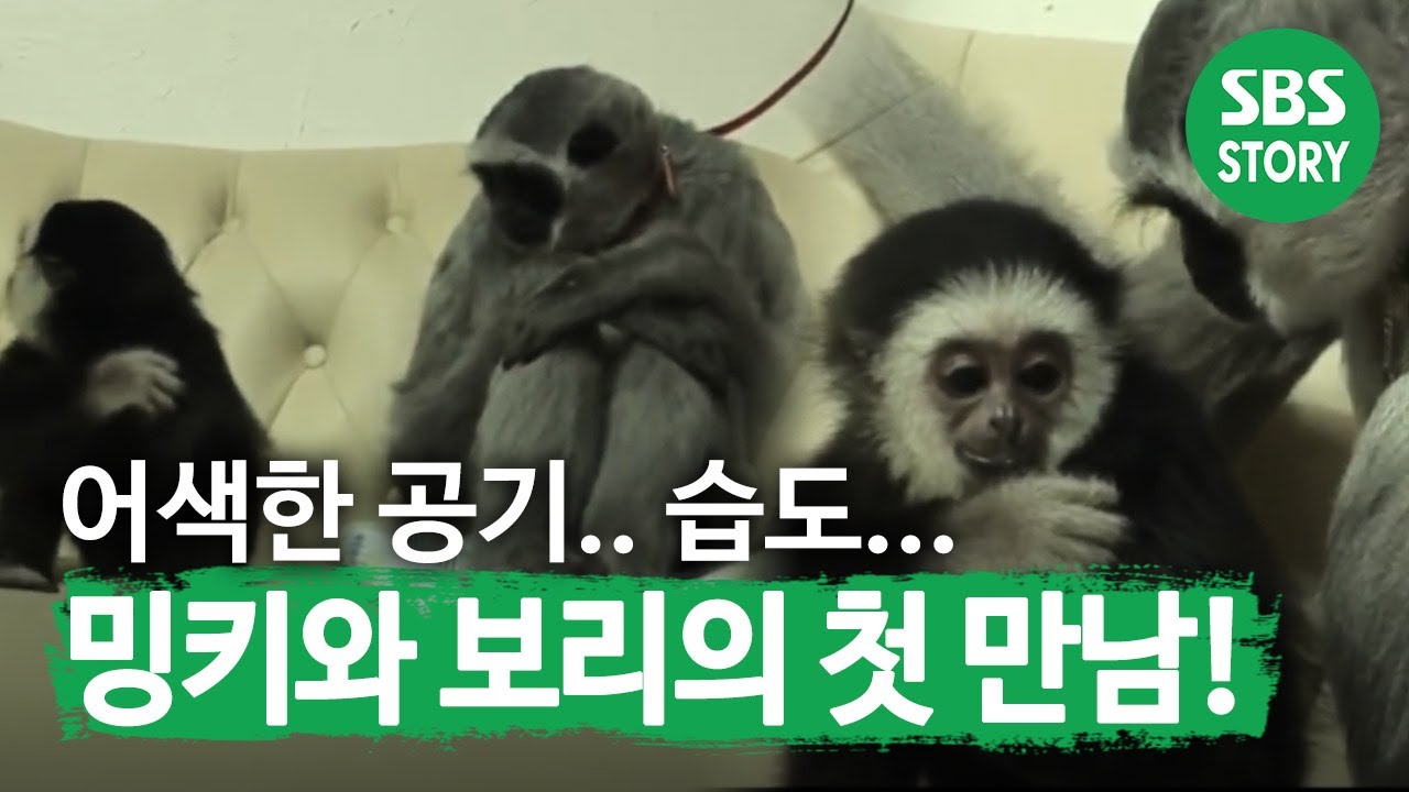 ТВ Скотный двор (513 серия)_10