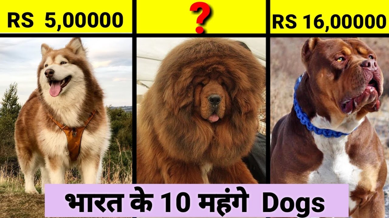 top 10 expensive dogs