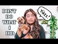 5 MISTAKES I MADE WITH MY PUPPY | DOG VLOG