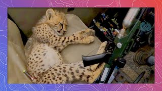 Saving the Cutest Cheetah | Wildlife in 360 VR