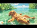 DOG TV: Videos Relax to Keep Your Dogs Calm & Happy Alone - Best Music Collection for Dogs