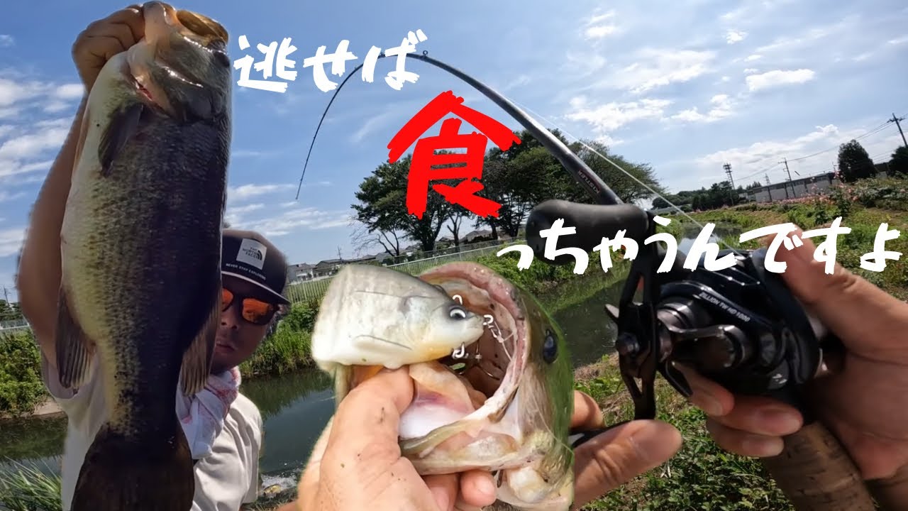 【群馬】捕食行動を理解してれば簡単です【バス釣り】