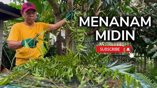 🔴 JANGAN TAK PERCAYA‼️SAYUR MIDIN (KEMIDING) BOLEH DITANAM DENGAN CARA INI
