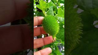 ఆకాకర కాయ Spine guard in terrace garden agriculture #gardening #harvest #beautiful #fruit #shorts