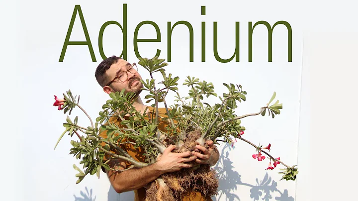 Replanting my Adenium obesums • Maintenance and Soil for Desert Rose - DayDayNews