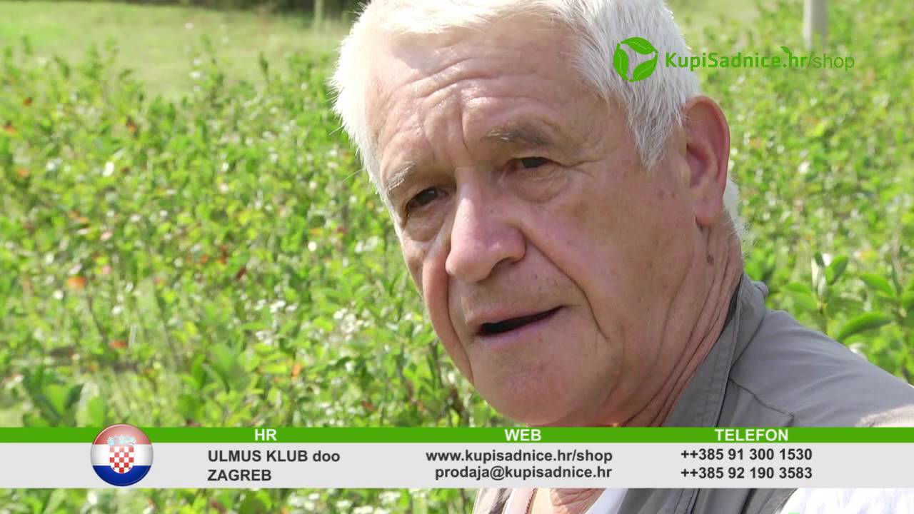 Najbolji savjeti za uzgoj aronije