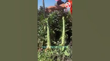 Gadgets | Quick tool for removing lettuce leaves