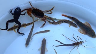 Catch and observe crabs, frogs, carnivorous fish, and beautiful loaches in Japan's midwinter rivers. by ひろりる 67,519 views 4 months ago 7 minutes, 13 seconds