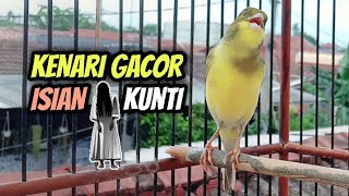 Kenari Gacor Isian Kunti || Ampuh Untuk Pancingan Kenari Paud & Kenari Ngeriwik