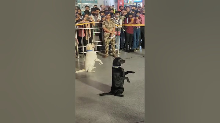 indian army dog salute training 🔥😍#shorts #army #viral #trending