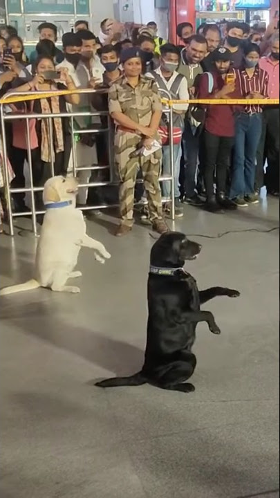 indian army dog salute training 🔥😍#shorts #army #viral #trending