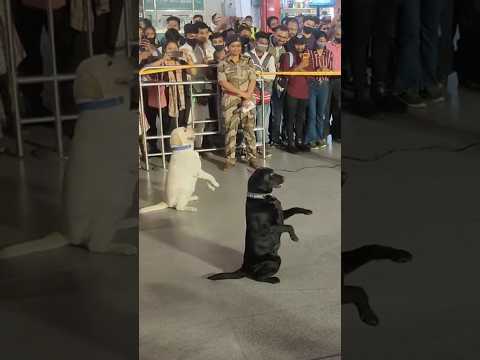 indian army dog salute training 🔥😍#shorts #army #viral #trending