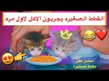 قطط صغيره تجرب الاكل لاول مره 😍 ايش الاكل المناسب ؟ 🍛 / Mohamed Vlog