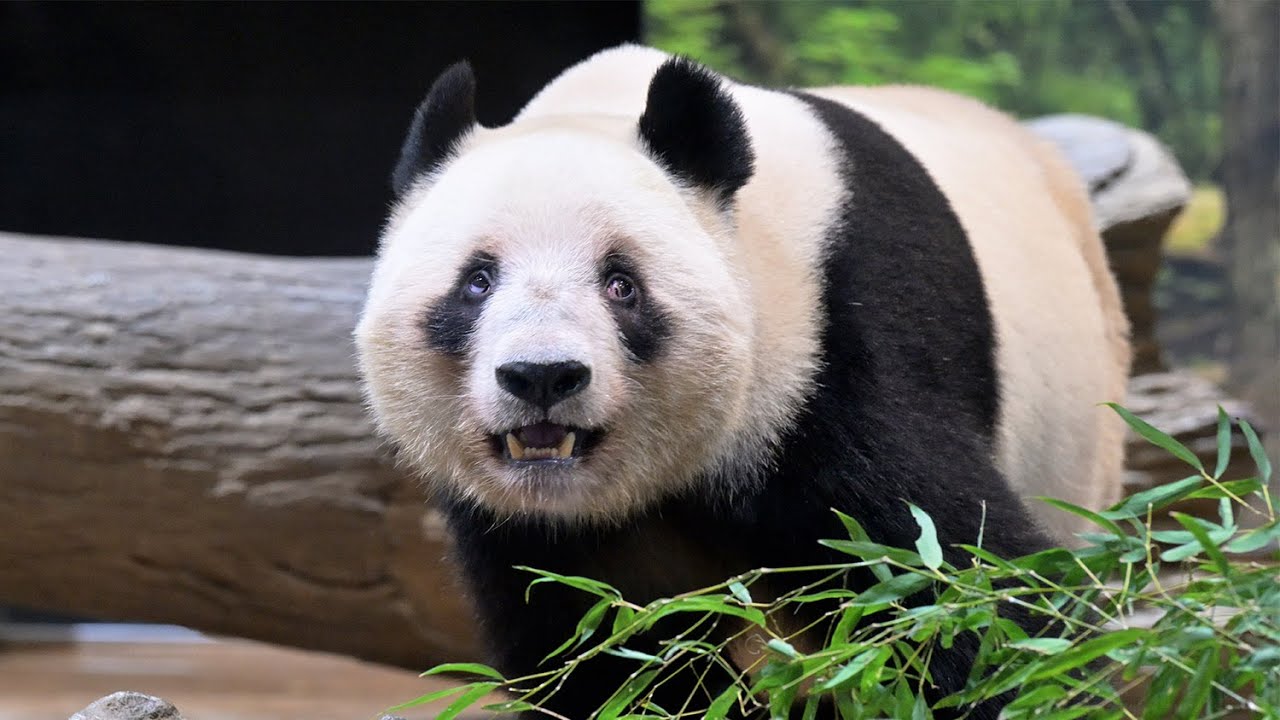 2026.01.16 今日のパンダ（4052日目）[8K] - YouTube
