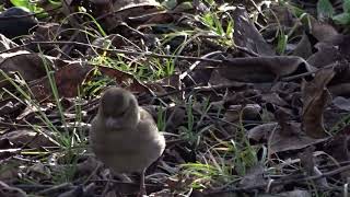 Musiс. Nature.Одещина Відео Фото Полювання. Реальності кілька кадрів. Подільський р..н. Зяблик.