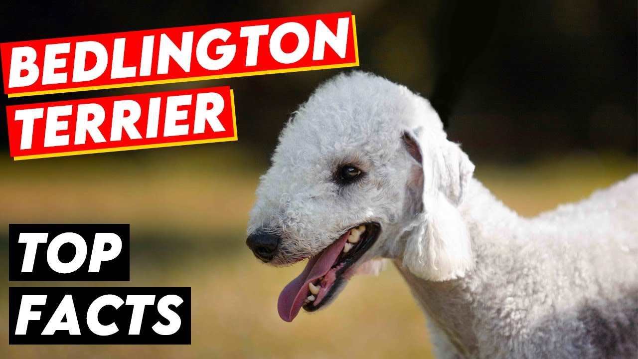 BEDLINGTON TERRIER - SHOCKING FACTS You Never Knew