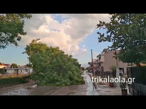 Ξαφνικό μπουρίνι έπληξε τα Τρίκαλα έσπασε δέντρο Έπεσε στην οδό Λογγακίου Δευτέρα 4-8-2025