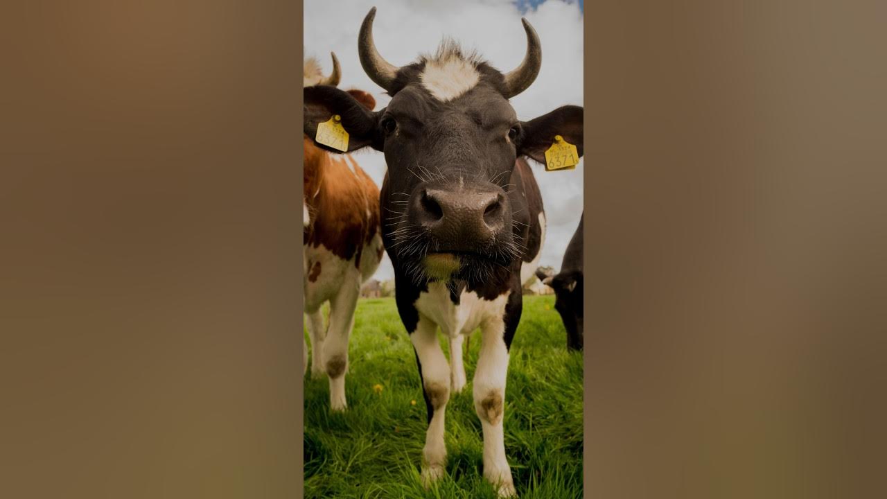 How to Control Ticks on A Dairy Farm 🤔 dairyfarm ticks youtubeshorts