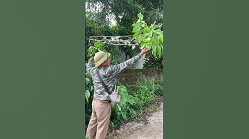 Kèo chim khuyên ngon quá #Shotrts