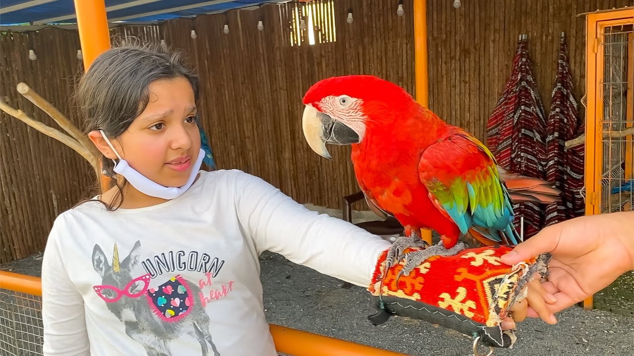 ⁣شفا تختار حيوان أليف جديد !! Shfa and Mom choose new pets