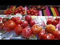 Обзор томатов🍅и перцев🌶️которые я выращивала в 2020году.