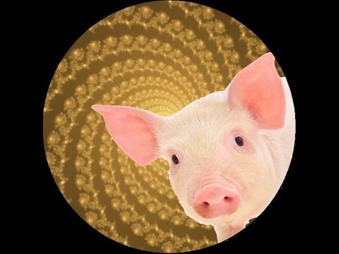 Pig Transformation Hypnosis