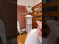 【Super Jump Dijest】Bushbaby Plum's Growth Diary ショウガラゴ プラムの成長日記