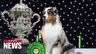 Australian Shepherd wins best award at Crufts dog show