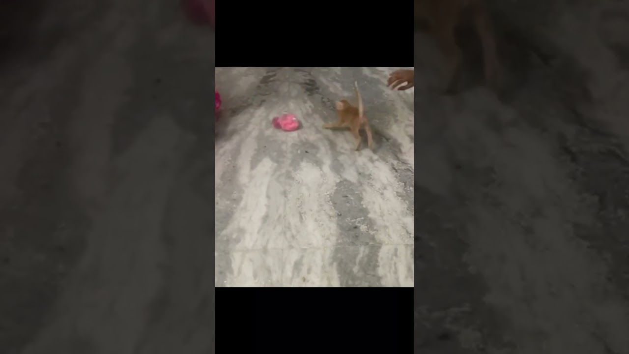 cuteness Overload!🤗