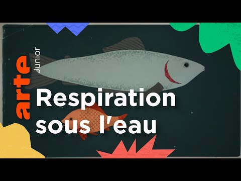 Vidéo: Pourquoi ne pouvons-nous pas respirer sous l'eau ?