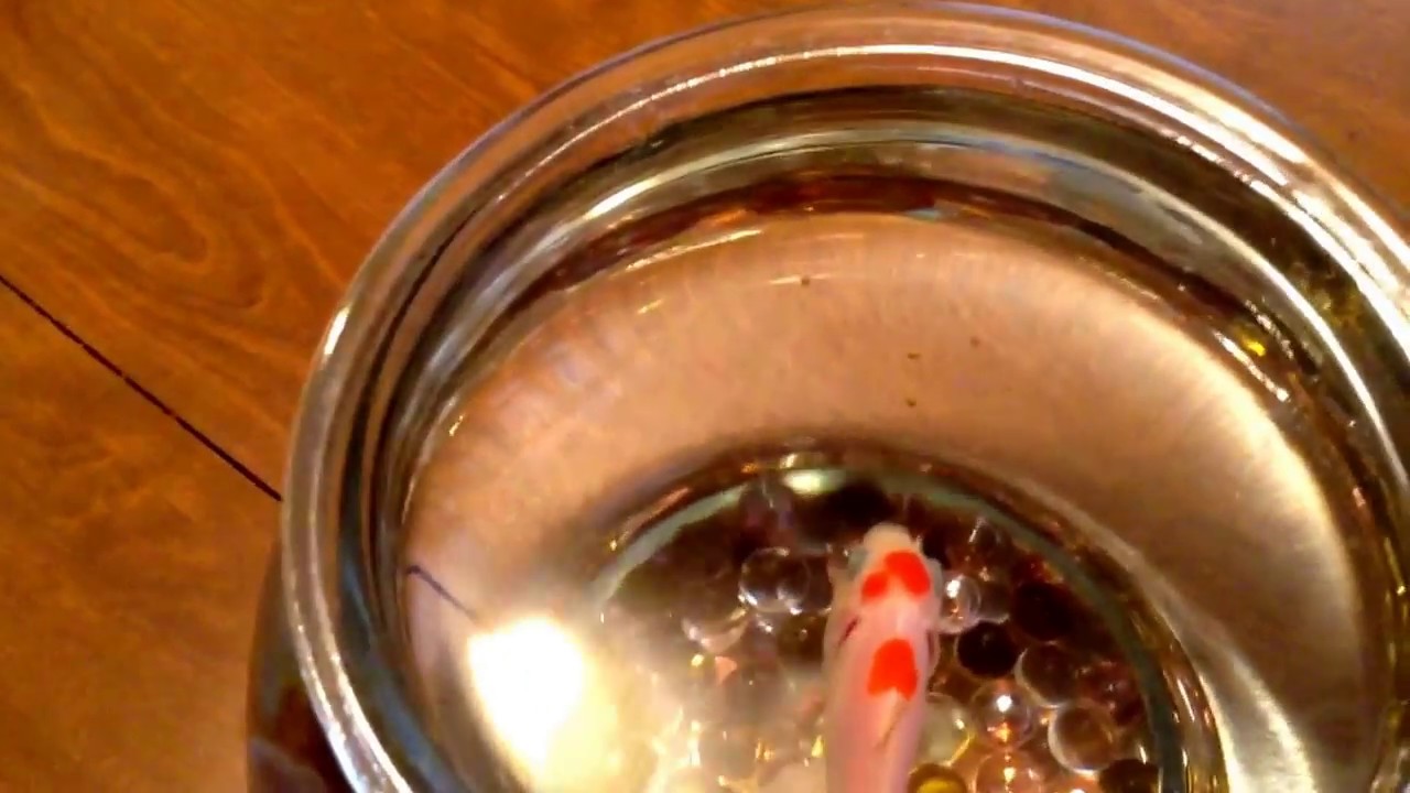 The Fish Whisperer YouTube