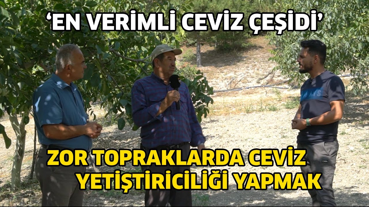 Zor Topraklarda Ceviz Yetiştiriciliği Yapmak / ‘EN VERİMLİ CEVİZ ÇEŞİDİ’