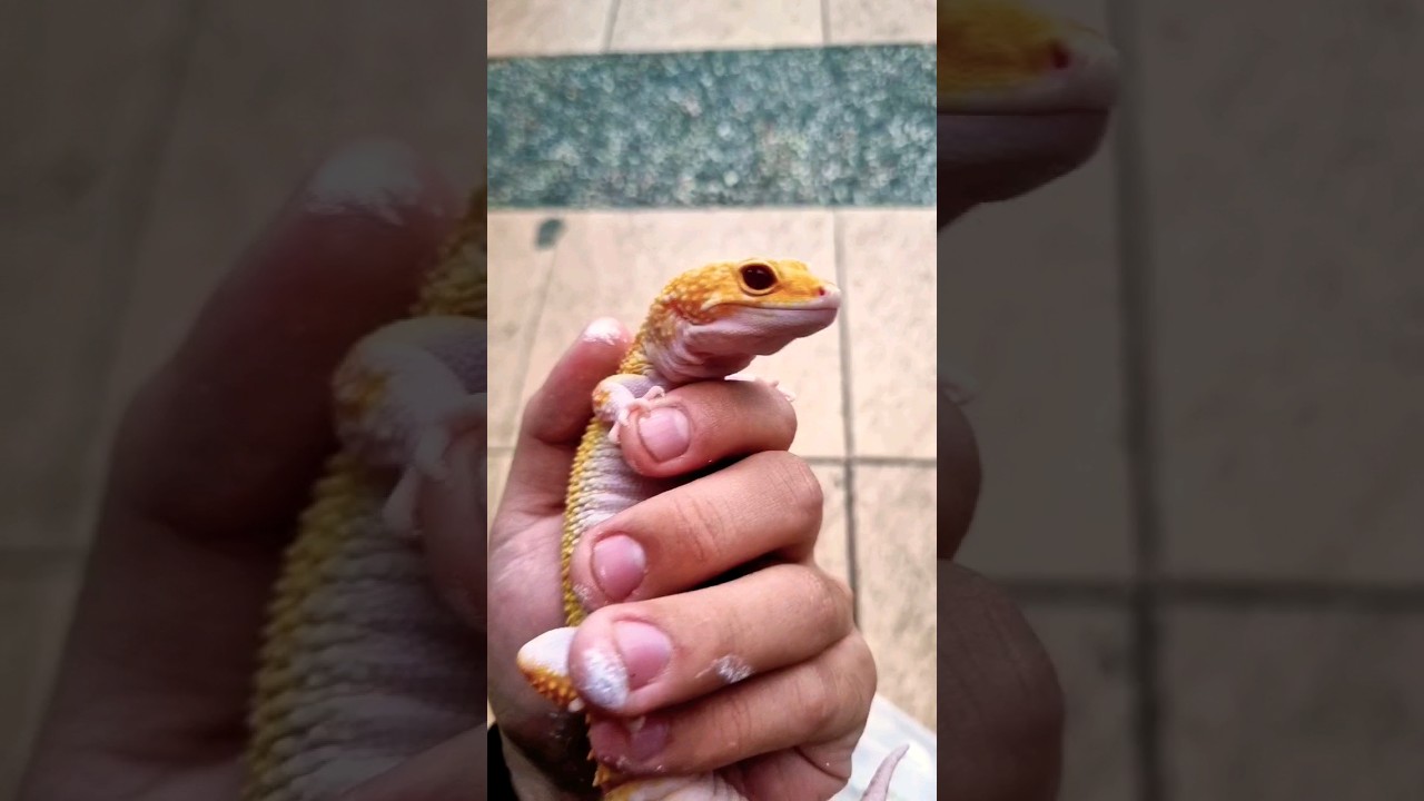 Raptor Leopard Gecko big size not Giant/Super Giant