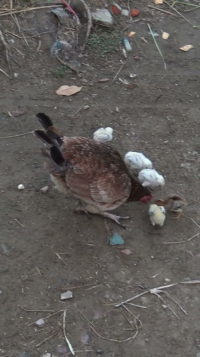 #58 - Suara induk dan anak ayam