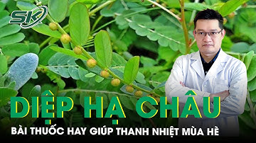 Gợi ý bài thuốc hay từ diệp hạ châu giúp thanh nhiệt mùa hè | SKĐS