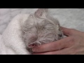 How to Clean the Ears - Silver Persian