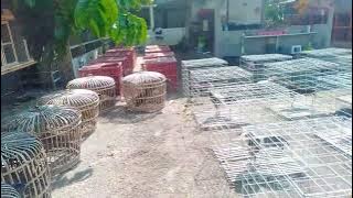 peternakan ayam Bangkok di Kediri jatim