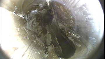 MNSA Tree Swallow-Cam