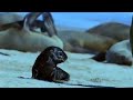 Cape fur seal pups v black back jackalls - Dune - BBC wildlife