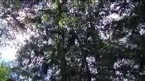 Tree Service Bellingham WA and all of Whatcom County