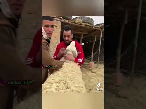 اكبر خروف في المغرب العربي