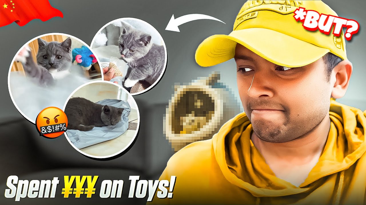 BEST GIFT FOR YOUR CAT