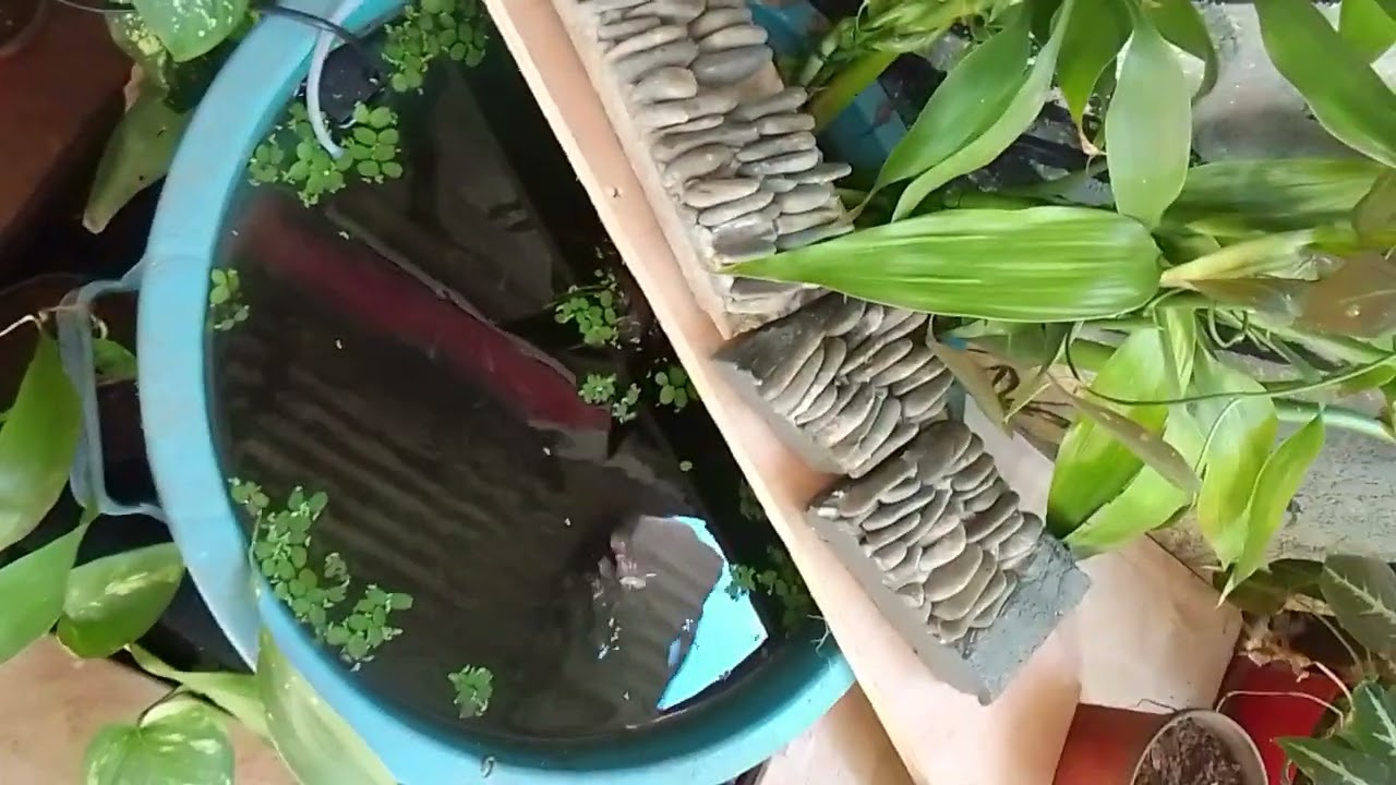 molly homemade eco friendly pond from Mauritius island 
