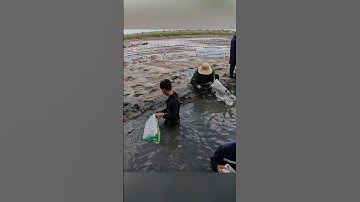 Cận cảnh quậy sìn bắt tôm càng xanh ở miền tây hốt mỏi tay #shorts #crsyfish