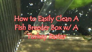 How To Easily Clean A Fish Breeder Box With A Turkey Baster